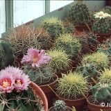 Echinocactus